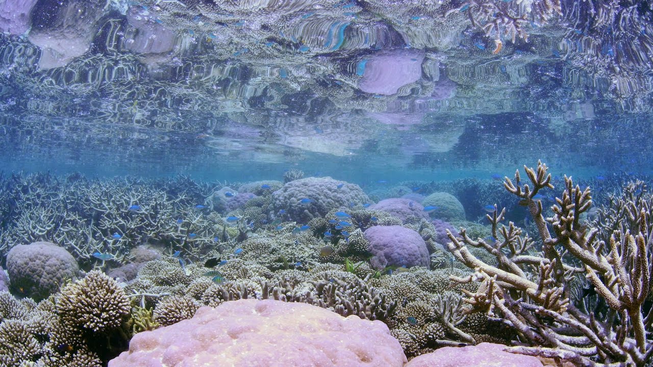 [ 4K Ultra HD ]ポンペイ 珊瑚礁の海 シュノーケリング Coral Reef Snorkeling in Pohnpei,Micronesia