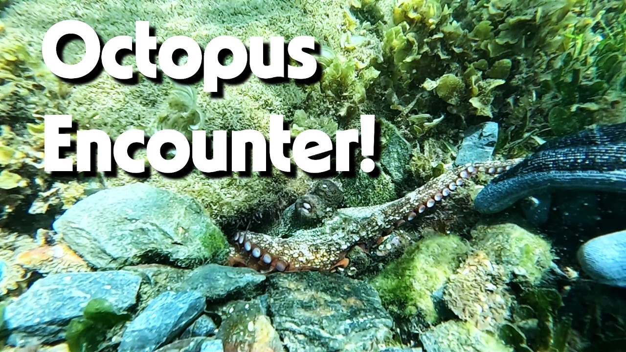 Snorkeling with Octopus in the Gold Coast Seaway