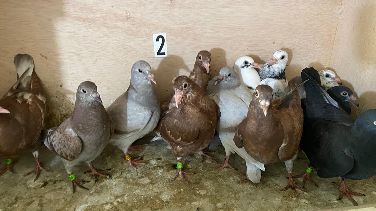 April 30th Latest￼ round of  Yong .   Old bird team is looking good.