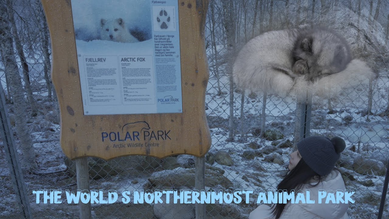 The World's Northernmost Animal Park | Charming Arctic Foxes | Zoo in Norway