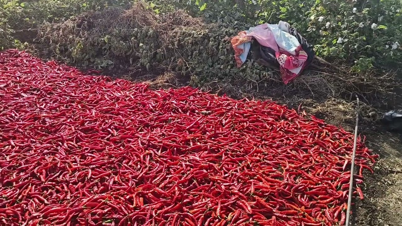 chilli red pikador results of Mahalaabh and zobo