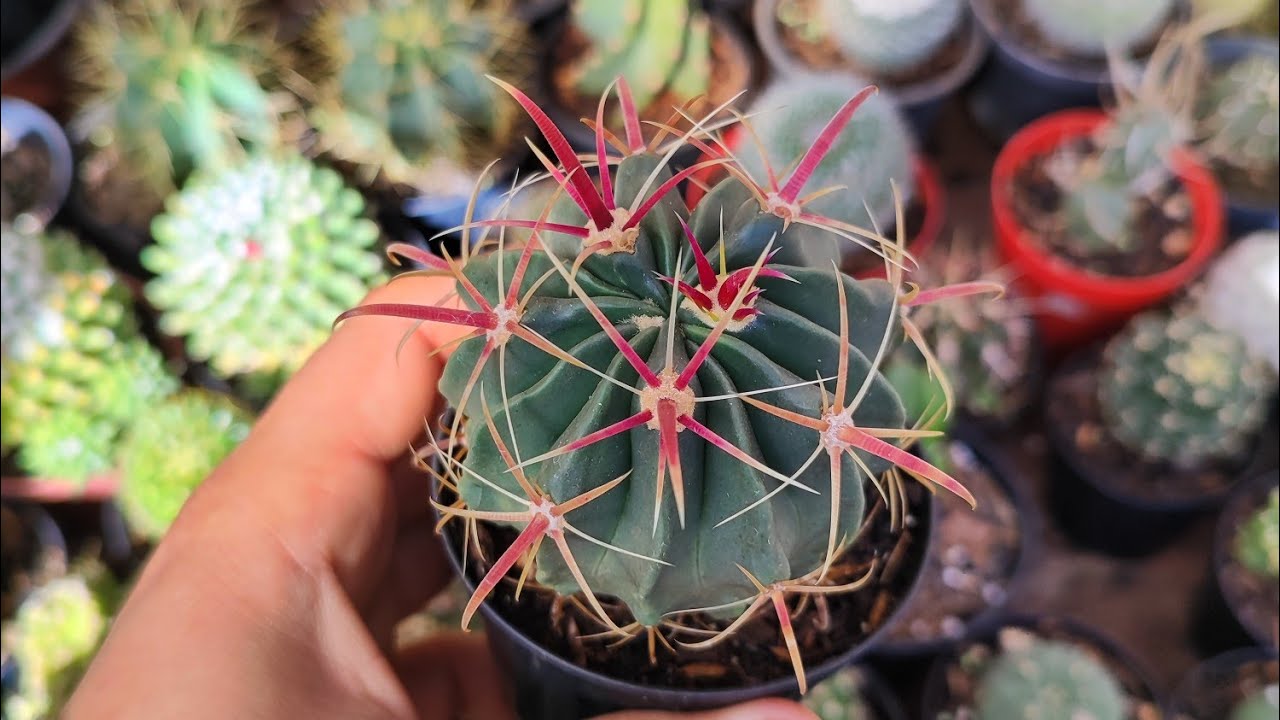 Desafio: Cactos com espinhos em formato de anzóis. Bora conferir essas lindezas 😍🌵