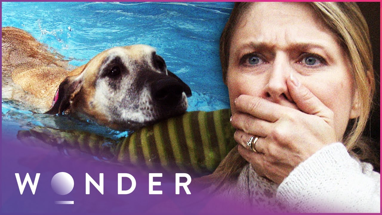 Great Danes Rescue Drowning Baby From Freezing Pool | Wonder