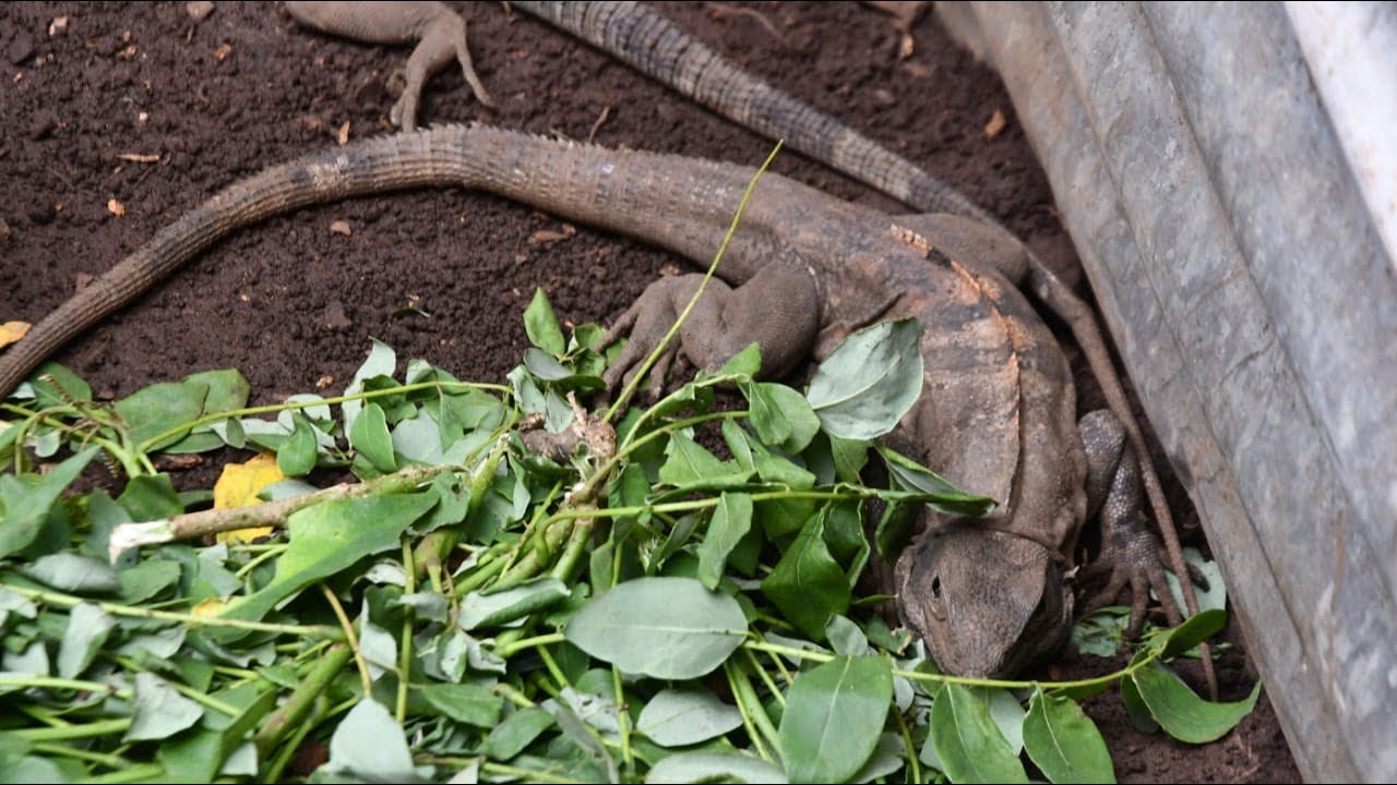 Inauguración de zoocriadero de Garrobo Negro en Masaya