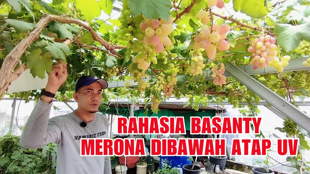 Usut Anggur Basanty Yang Berbuah Lebat Dibawah Naungan Plastik UV