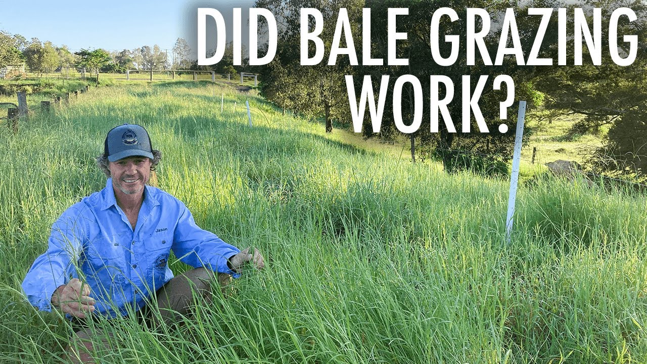 BALE GRAZING DOES WORK!! HERE'S THE HOW & WHY...