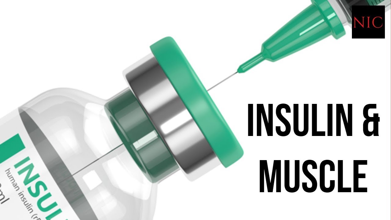 SQ: Does Insulin increase Muscle Protein Synthesis?