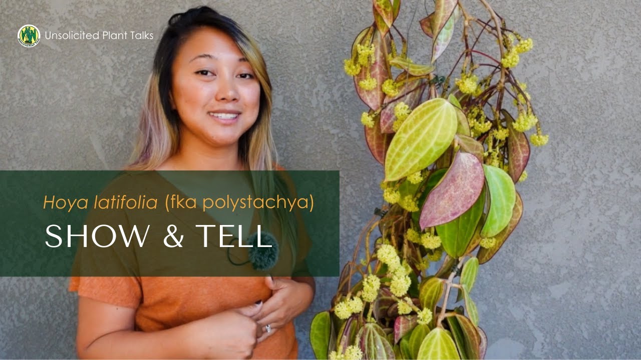 Hoya latifolia Care and Propagation |  Show and Tell
