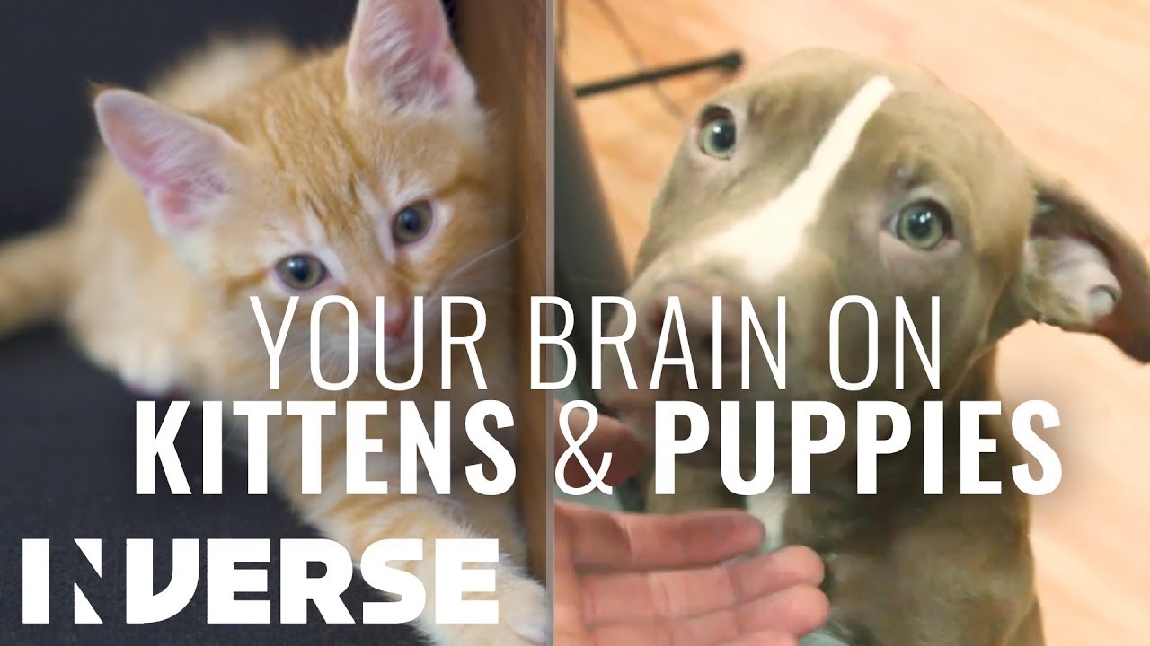 A Neuroscientist Explains How Kittens and Puppies Affect Your Brain | Inverse