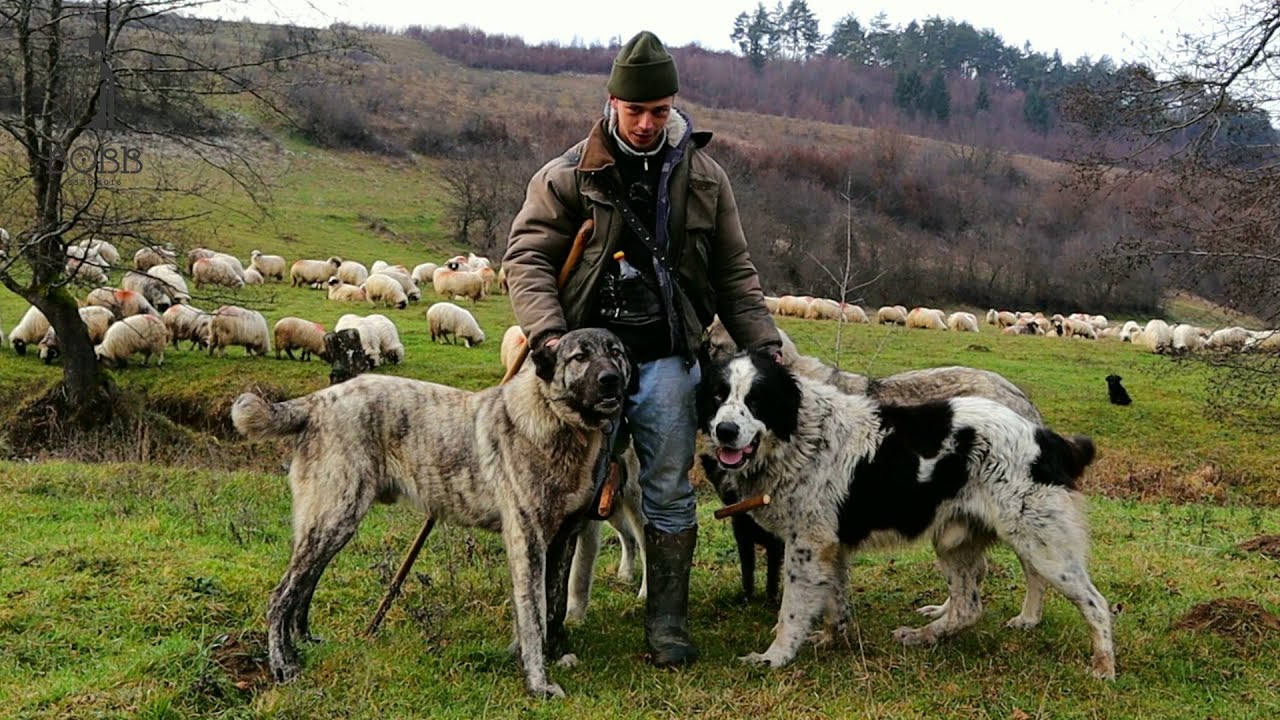 Tânărul Andrei cu OILE și CÂINII CIOBĂNEȘTI din Vălenii Lăpușului | Ciobănesc de BUCOVINA de 16 ani!