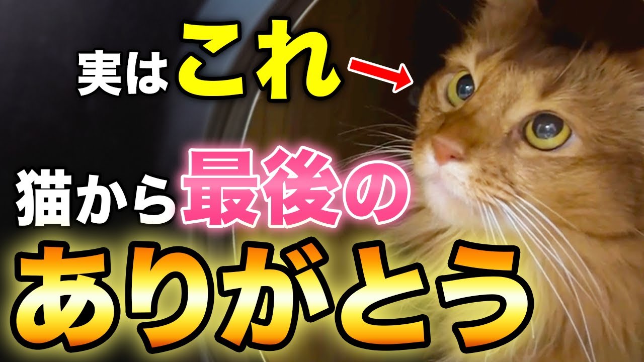 【完全版】猫が亡くなる前に大好きな人に見せる行動4選