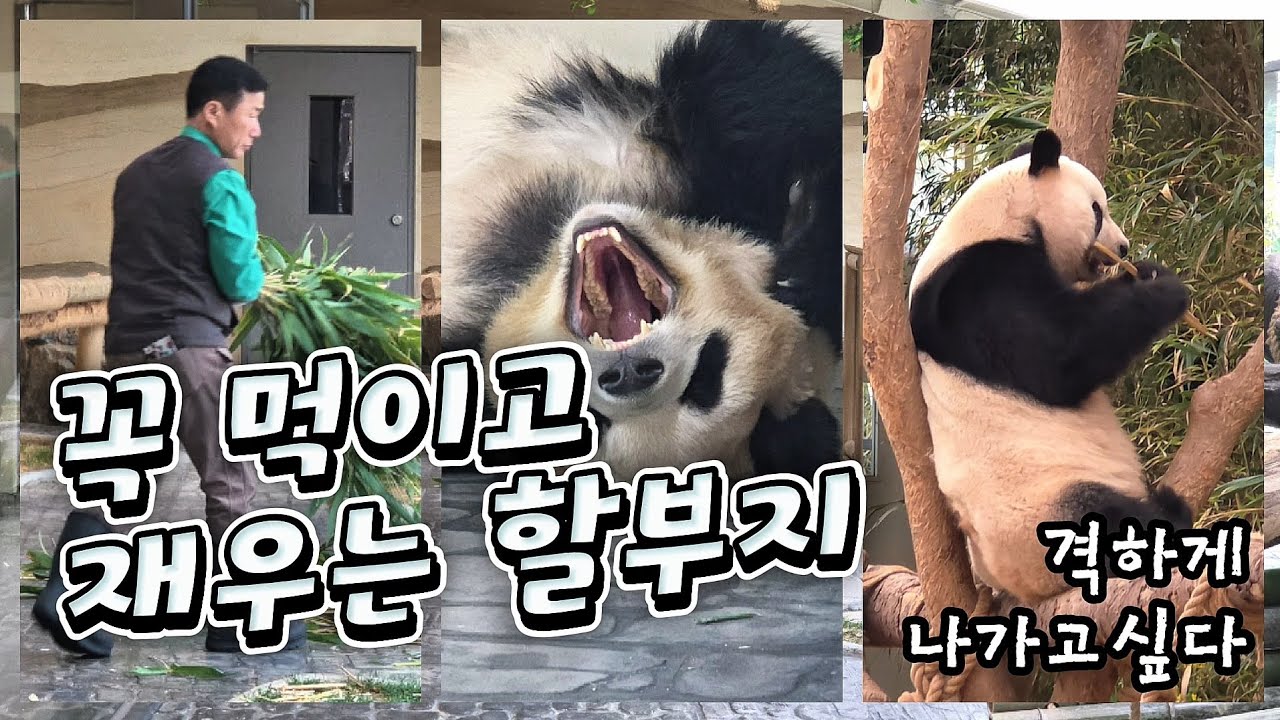 🗓20260316 바오패밀리 🎦꼭 먹이고 재우는 할부지 | 사랑이 나갈 시간🎦 💕🐼러바오🐼아이바오🐼루이바오🐼후이바오💕