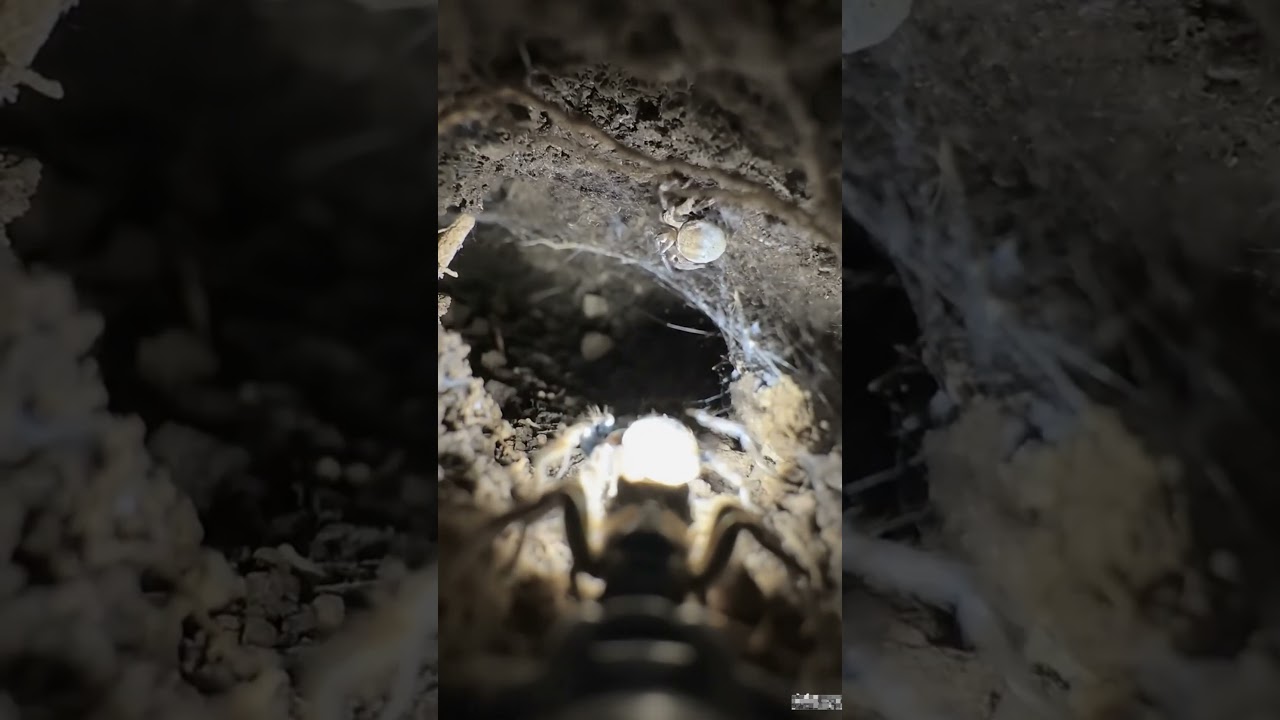 Ultra-realistic footage of life inside its hidden underground world#shorts #ytshorts .