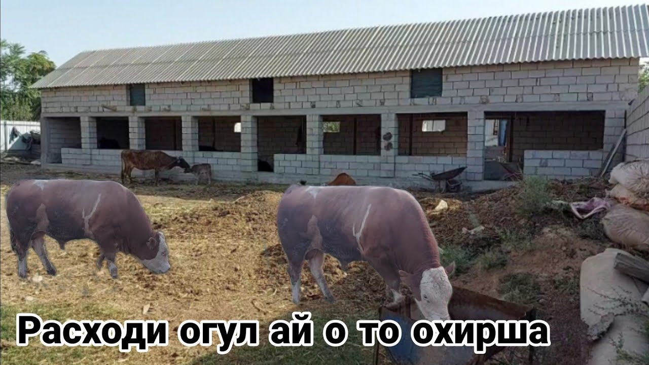 РАСХОДИ МИНИ ФЕРМА МОЛХОНА АЙ О ТО ОХИРША ЧИКАДАР РАСХОД ШИДАЙ ? САРАЙ 🚜 сентября 2021 г.