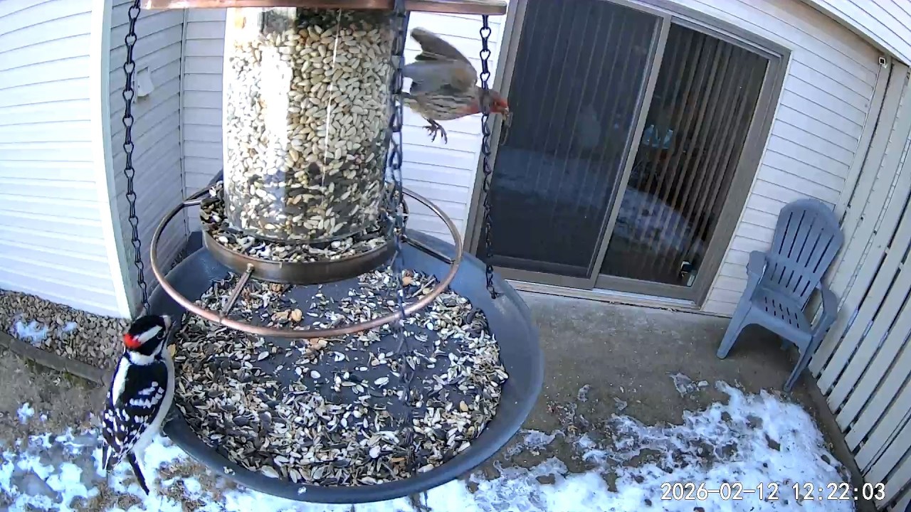 2026/02/12 - A House Finch has his lunch interrupted by a handsome Downy Woodpecker