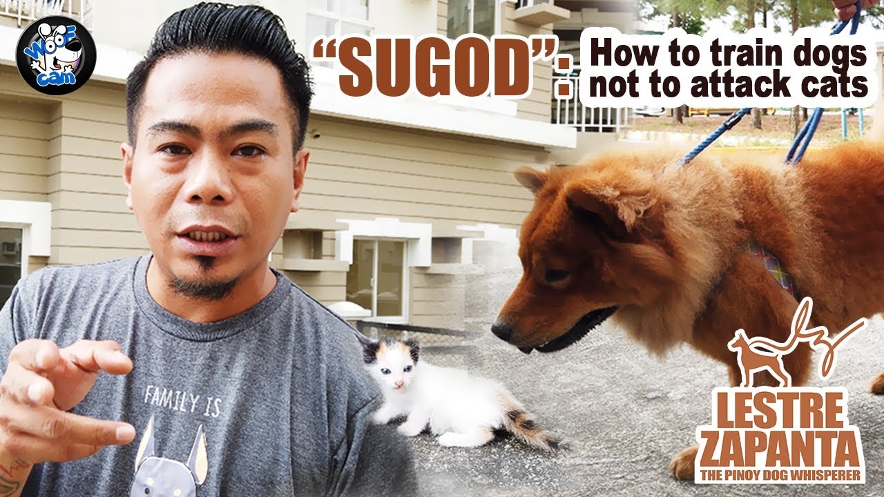 WOOFCAM: Sugod