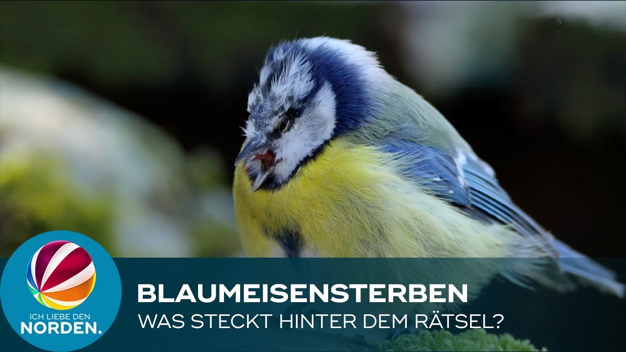 Mysteriöses Blaumeisensterben: Was Sie dagegen tun können
