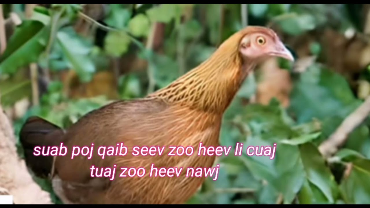 suab poj qaib seev dib tuaj zoo100%