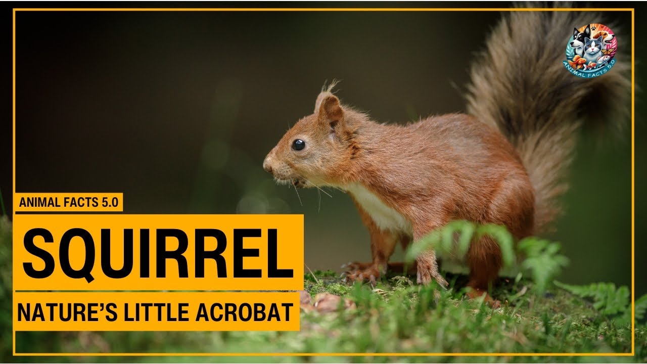 20 Fascinating Squirrel Facts You Never Knew! | Nature’s Little Acrobats