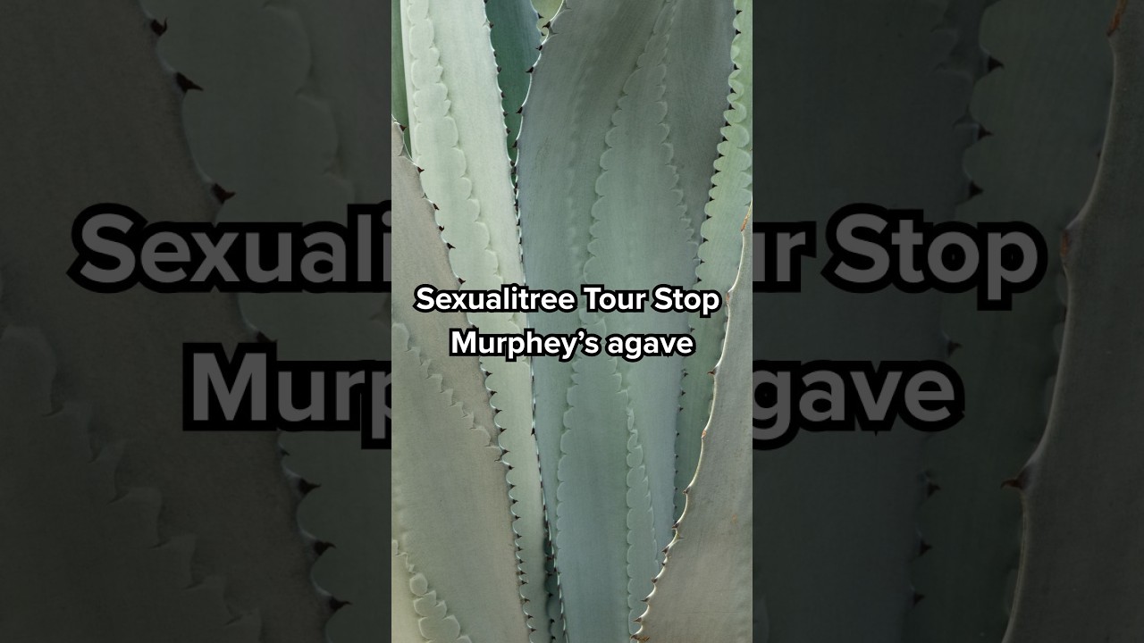 Sexualitree Tour Stop | Murpehy's agave