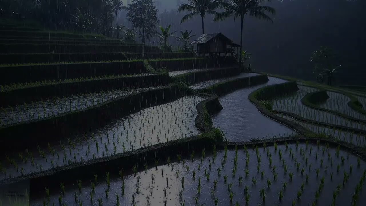 Soothing Rain on Rice Terraces 🌧️ Calm Night Ambience for Deep Sleep