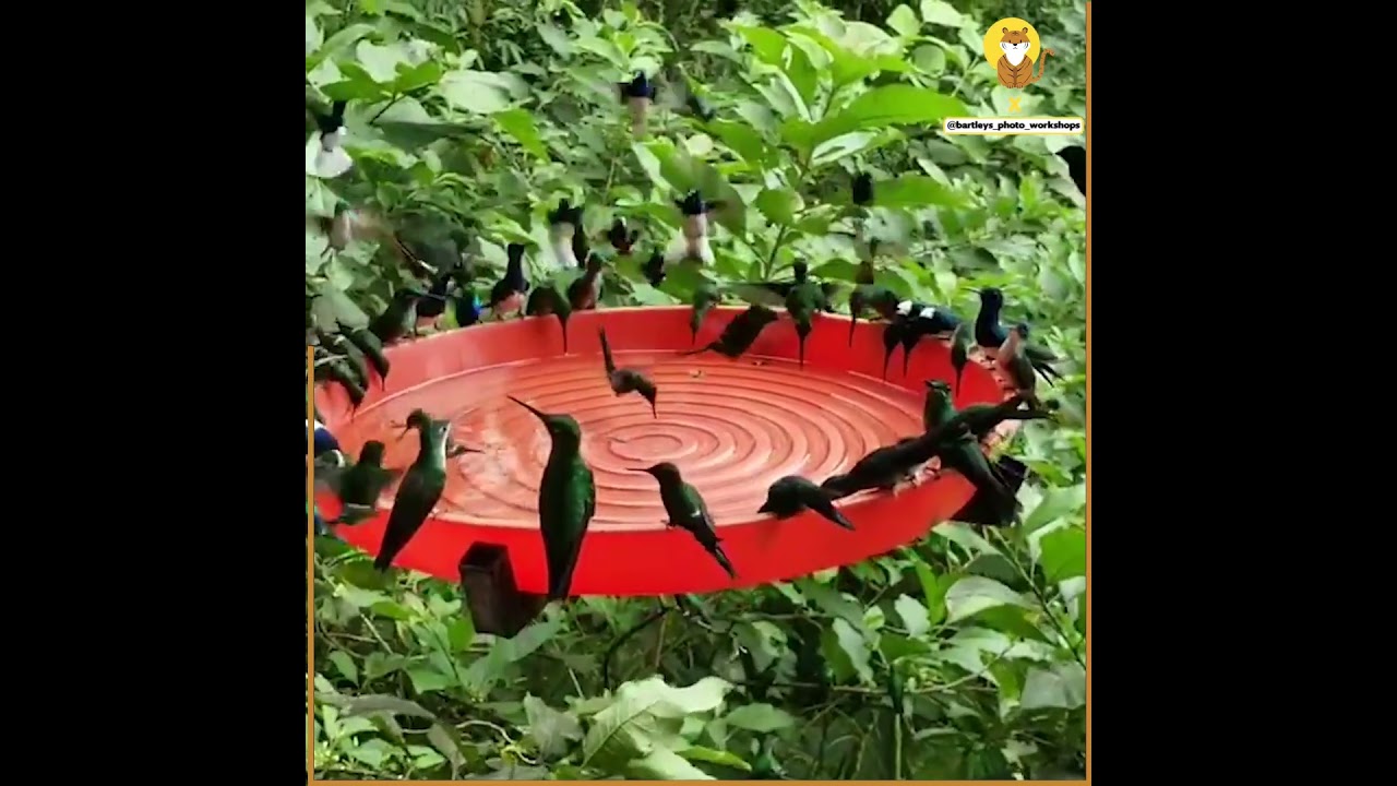 Hummingbird pool party 🥳  #animalshorts #hummingbirdfeeder #hummingbirds