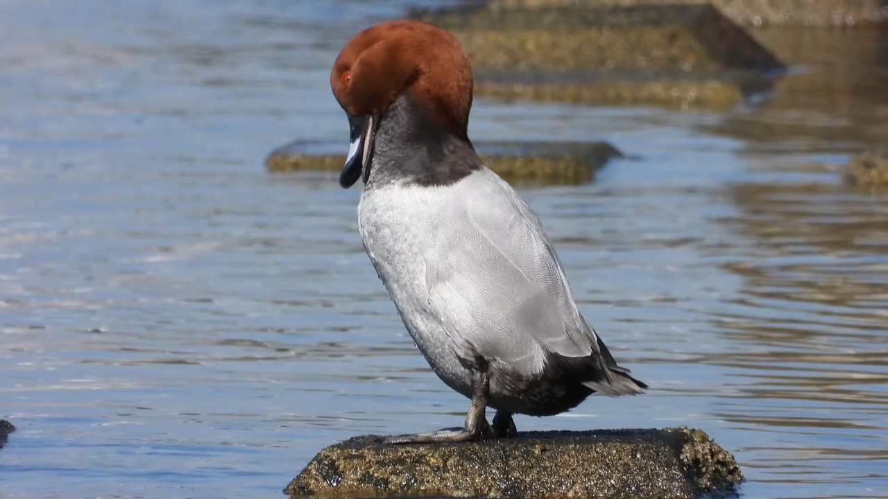 Male Common Porchard