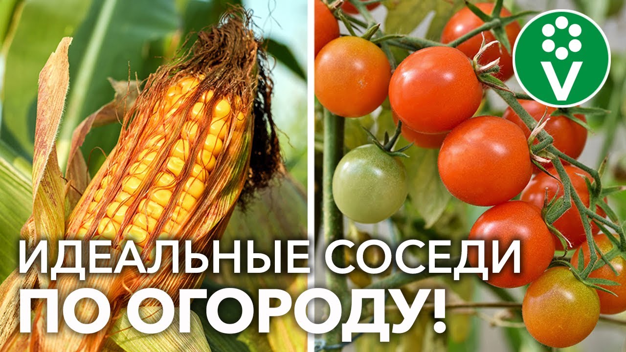 ЭТИ ОВОЩИ ЖИТЬ ДРУГ БЕЗ ДРУГА НЕ МОГУТ! Лучшие пары овощей и что дает такое соседство