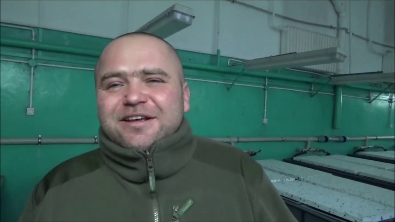 Miętusy w wylęgarni