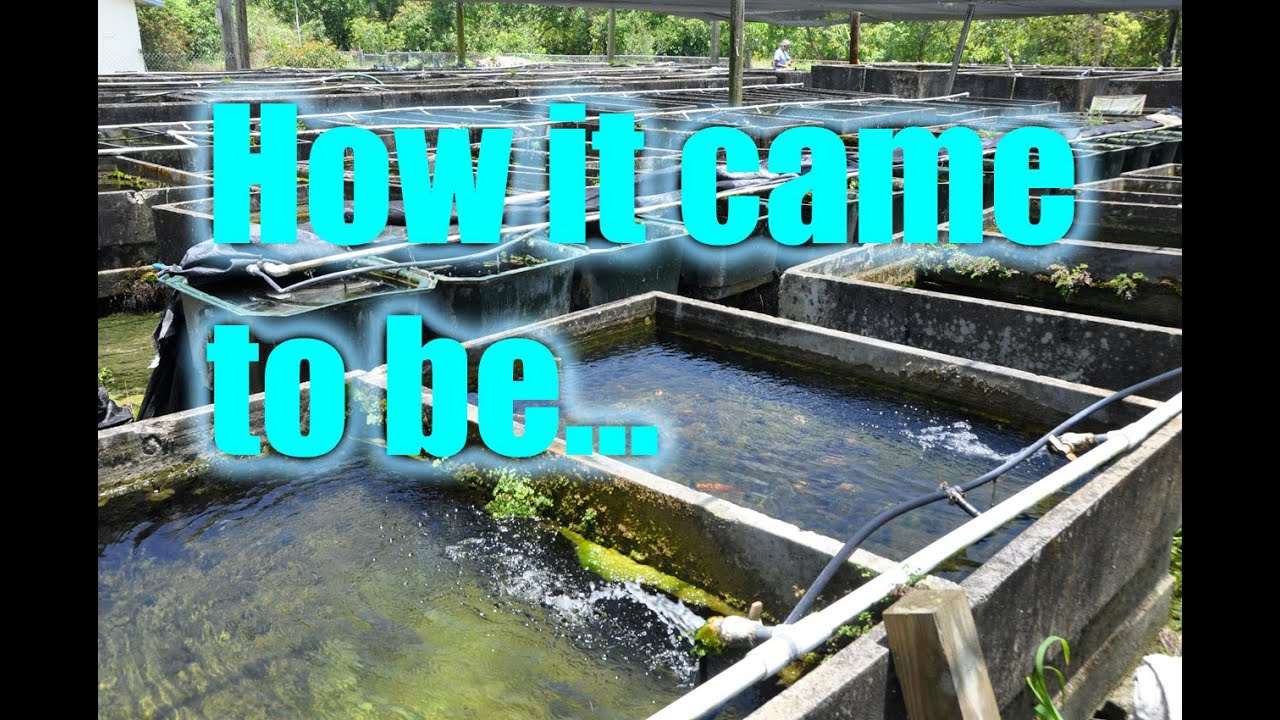 Florida Exotic Fish Sales: Origins of a legendary Florida Fish Farm