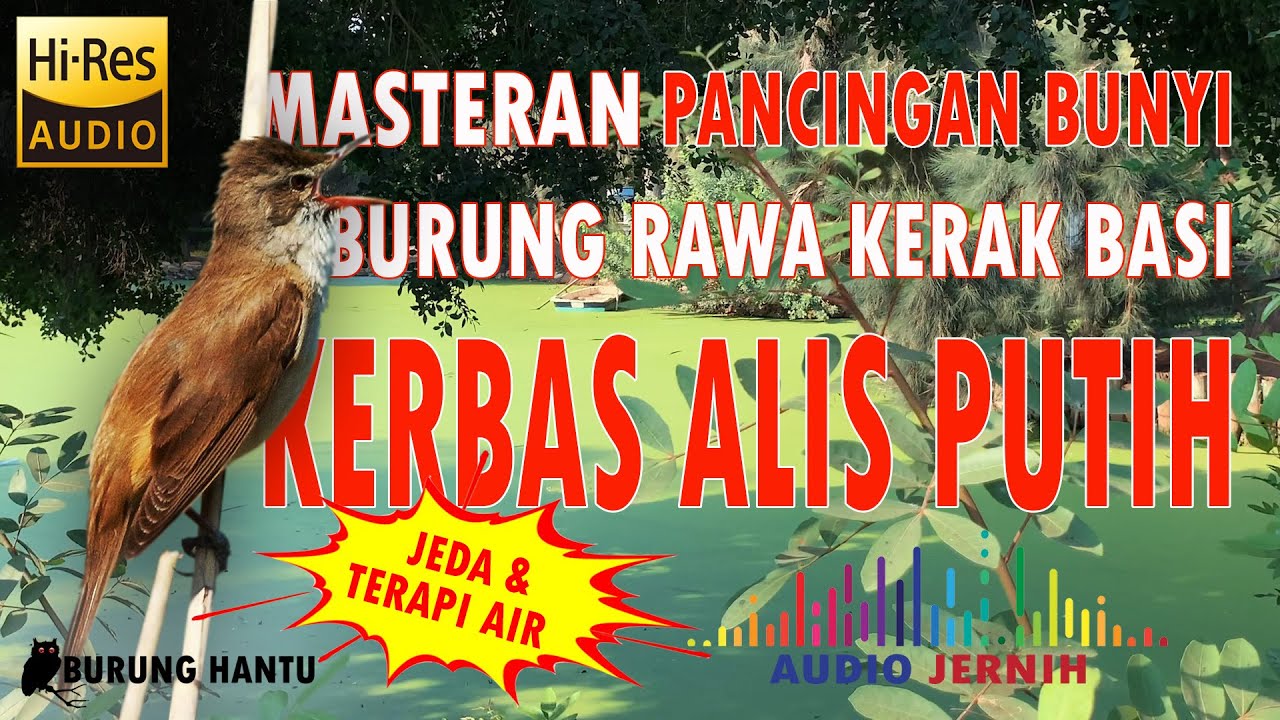 Masteran Dan Pancingan Bunyi Burung Kerak Basi Alis Putih