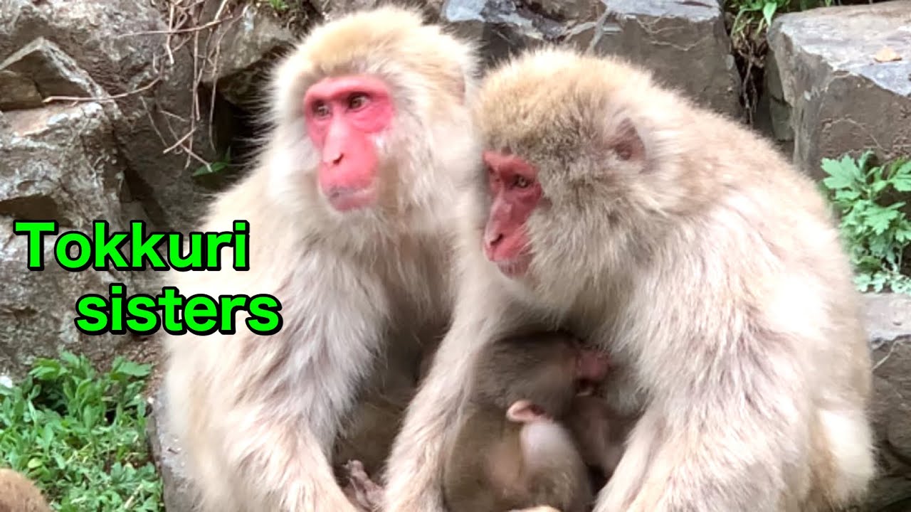 【SNOW  MONKEYS】252 (Tokkuri newborn babies ) official Jigokudaionsen Korakukan monkey park  後楽館　野猿公苑