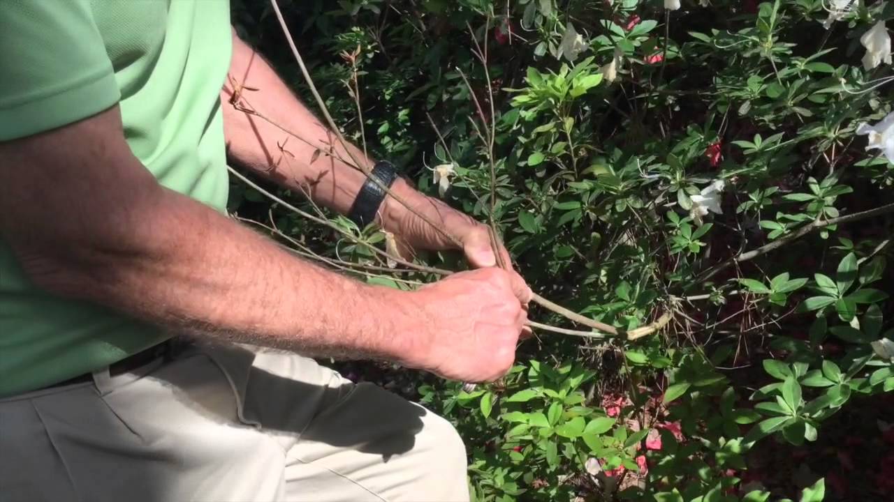 Azalea Dieback