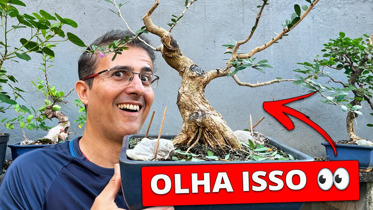 Pouca gente conhece essa espécie… mas ela é Incrível para Bonsai | Linh Sam!
