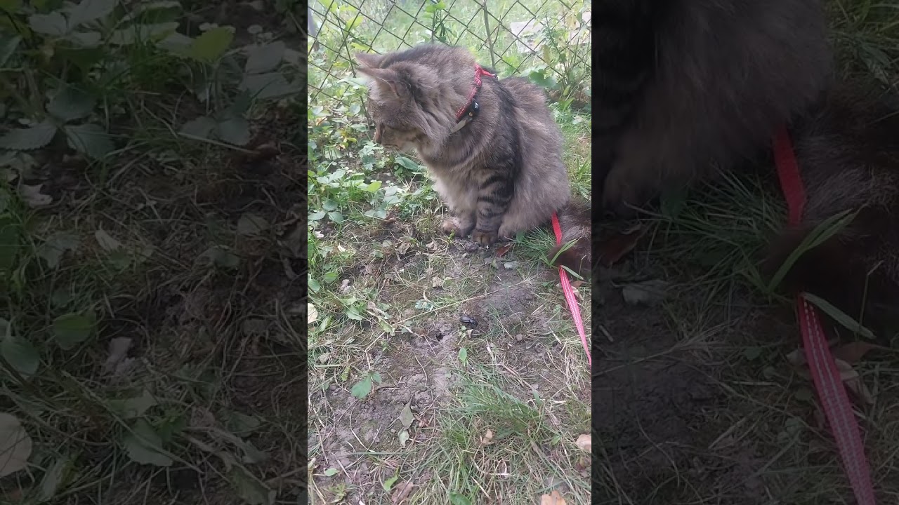 Котик