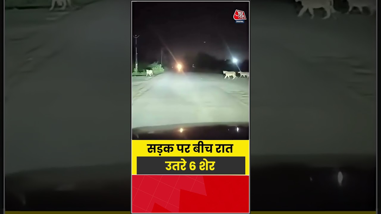 Shorts| सड़क पर बीच रात उतरे 6 शेर #viral #shorts #trending #atshorts