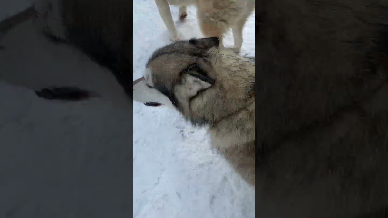 Acoustic Sled Dog Howls: Soundtrack to the Snowy Dog Sledding Adventure Prep 
