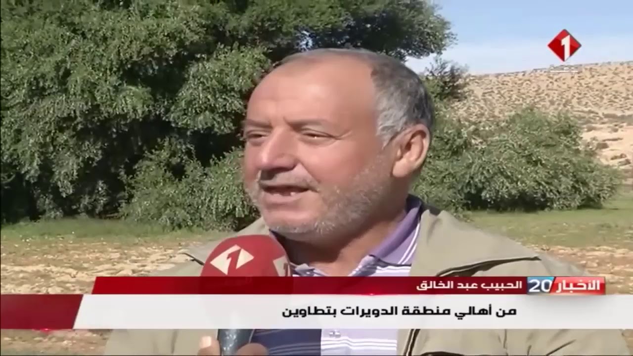 أقدم شجرة زيتون يحتضنها تراب الدويرات بولاية تطاوين