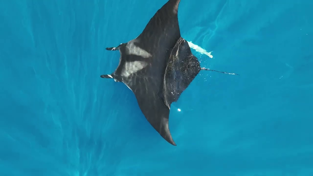 Manta Watch NZ - Ambient Manta