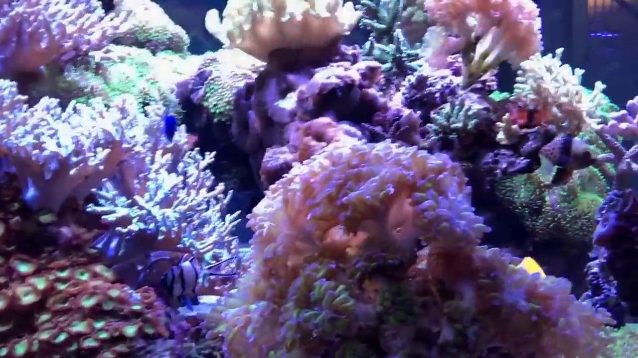 Full update on my 500 gallon reef tank (700 gallon overall volume) Nov 16, 2016