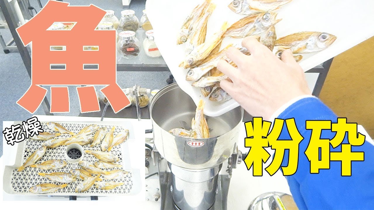 [魚粉作り]小型粉砕機で魚をパウダー加工（ハイスピードミル）