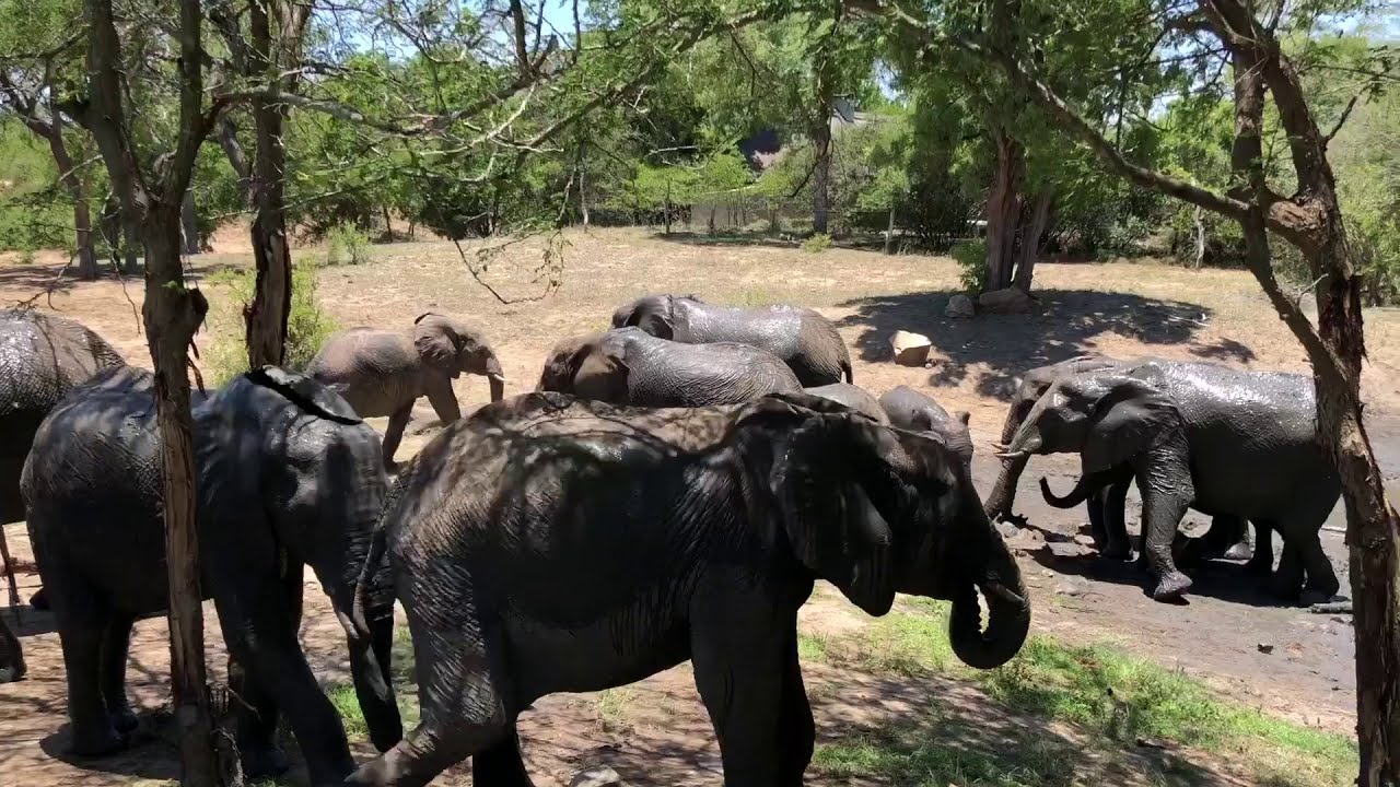 Ngala &Beyond Lodge 2018