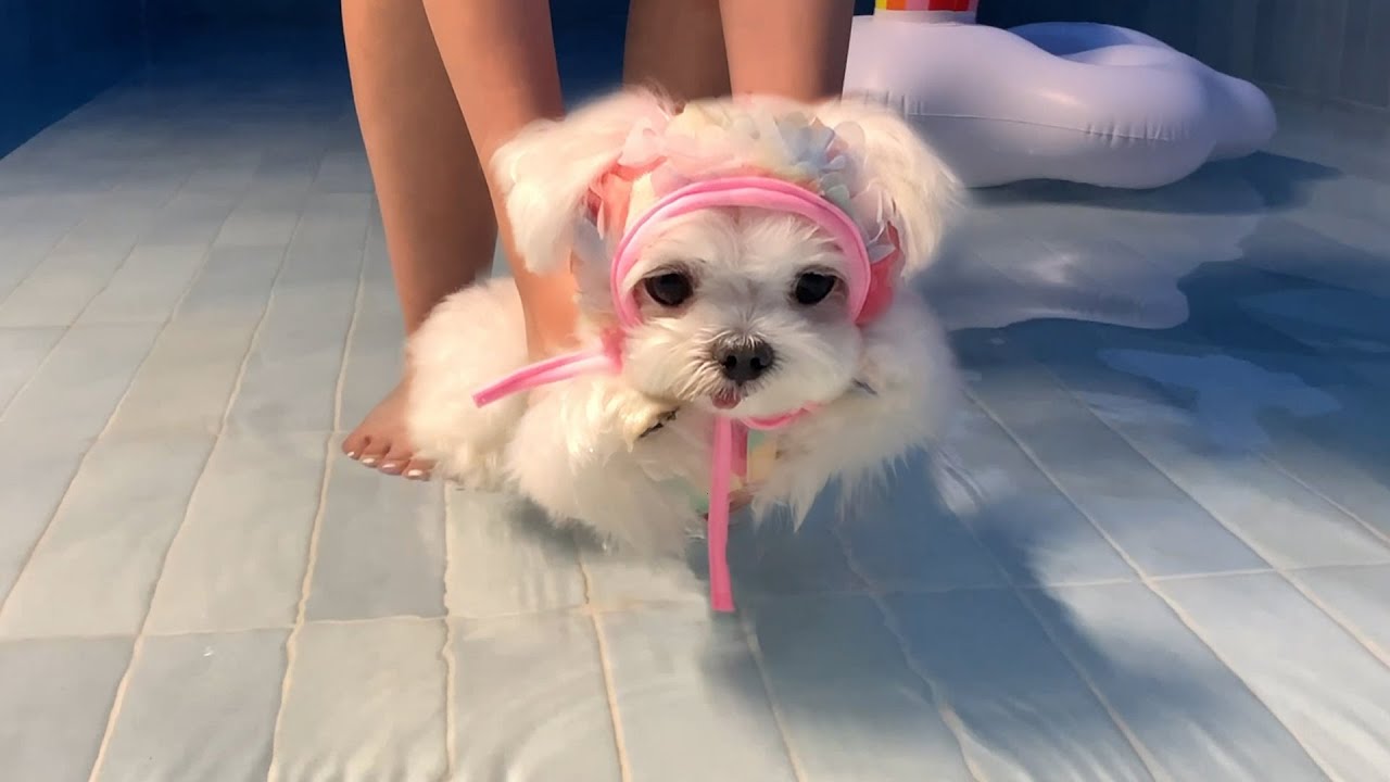 수영레슨 받은 강아지가 수영하는 법