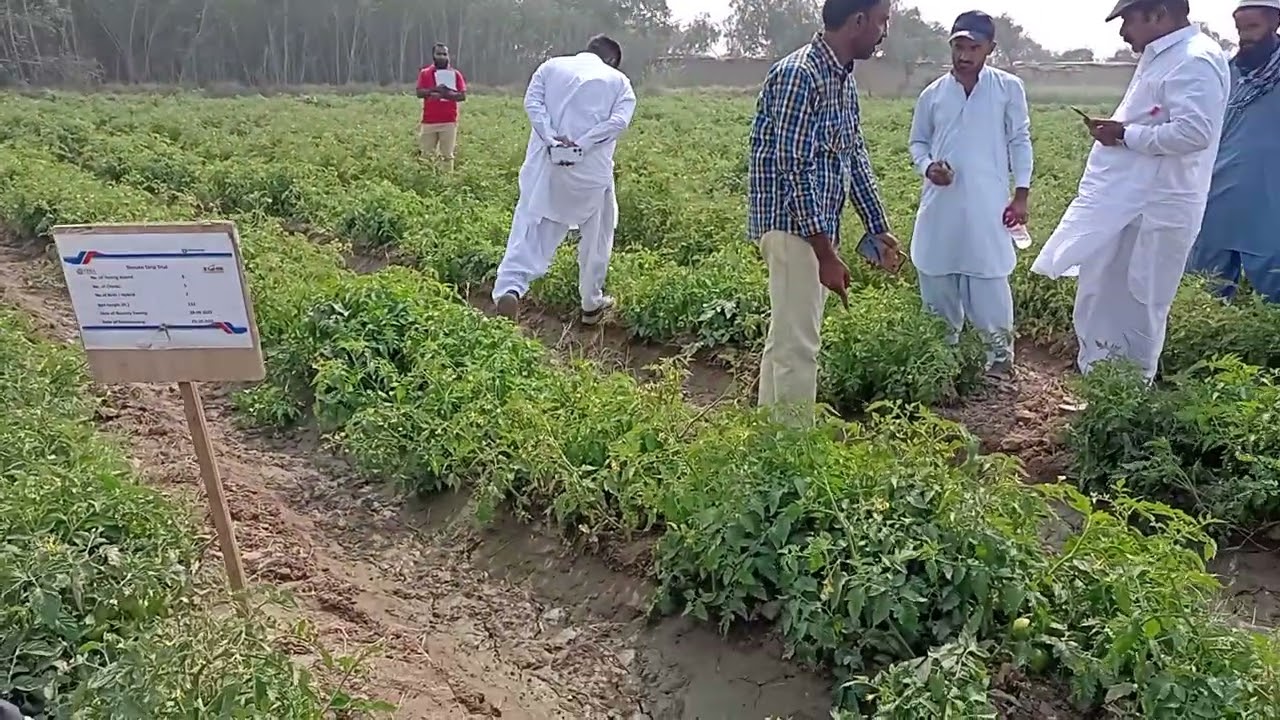 Different varieties of Pea 🫛 and tomato 🍅 | Boosting Yield with Potential crops