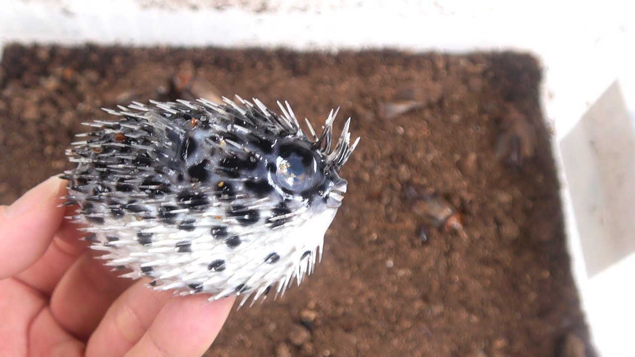 大量の肉食ゴキブリの中にハリセンボンを落とすと...