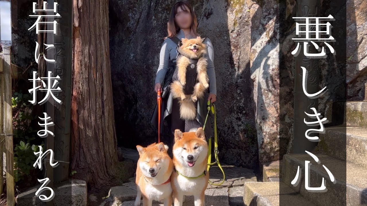 柴犬・ポメと目指したパワースポット。嘘つき呼ばわりされた女のvlog