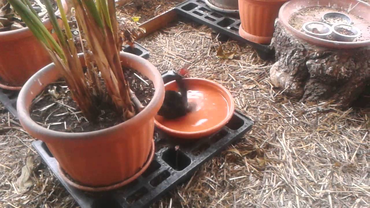 Wintering aviary