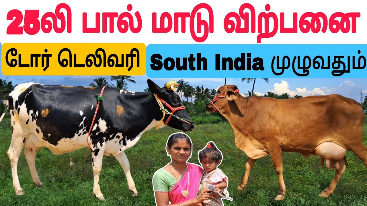 தமிழ்நாட்டில் யாரும் தர முடியாத குறைந்த விலையில் பால் மாடு விற்பனை #பசுமாடு #cow #cowfarm #cowvideos