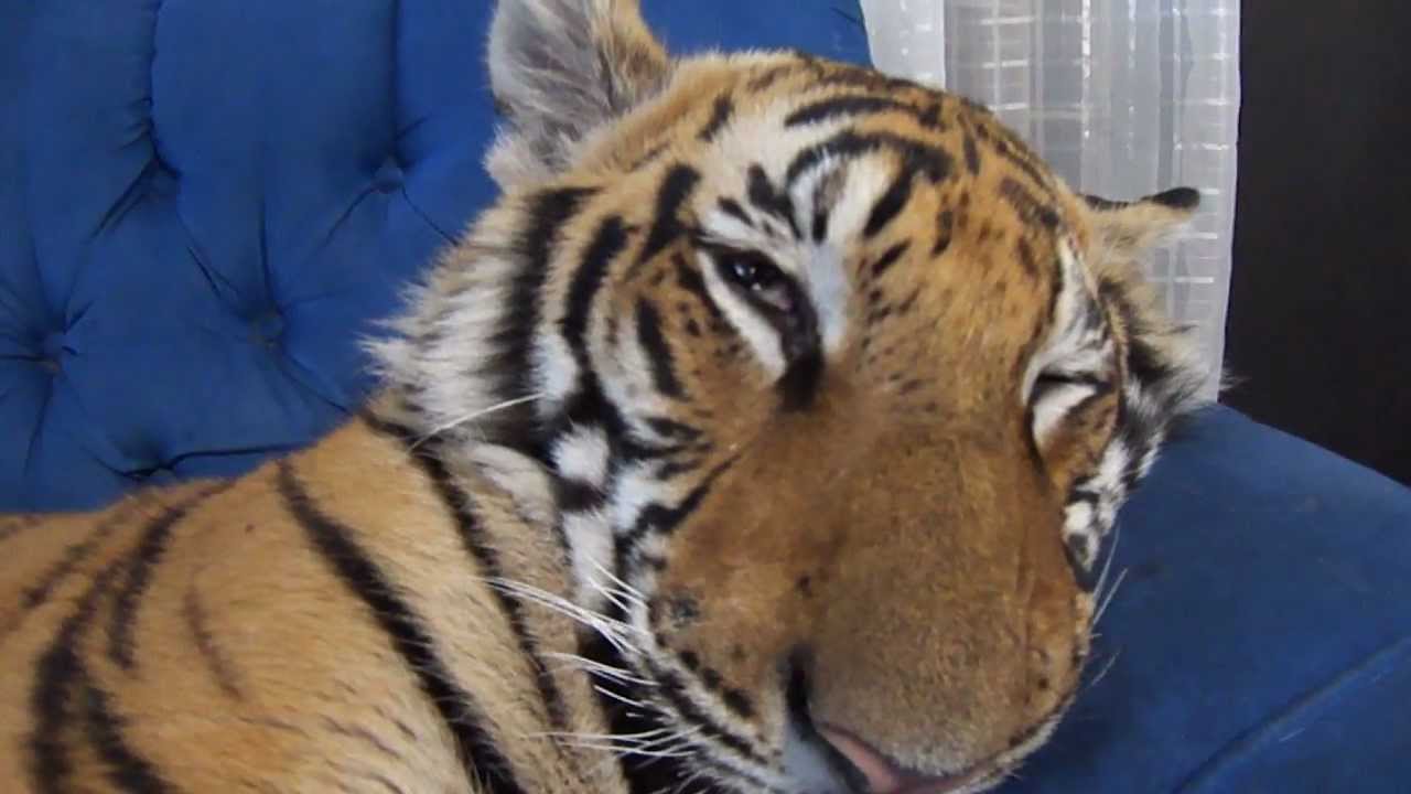 Enzo the tiger sleeping.