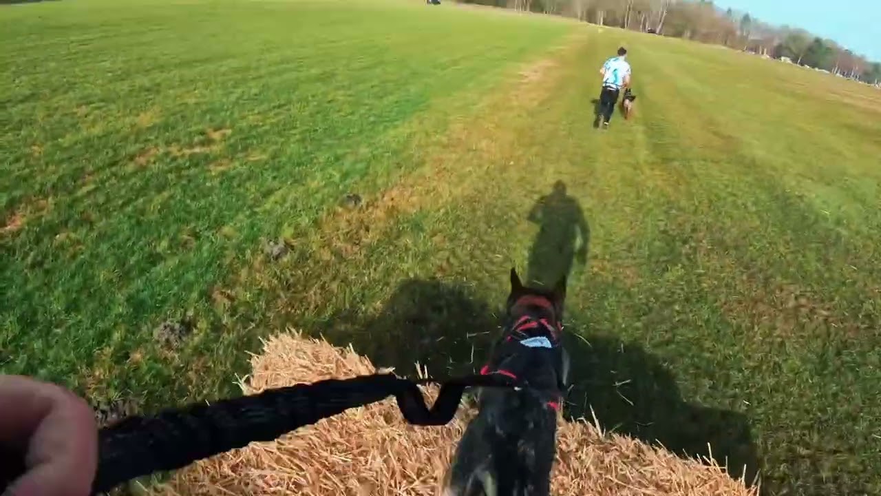 Strongdog Spring 2026 8KM, 40 Hindernisse 